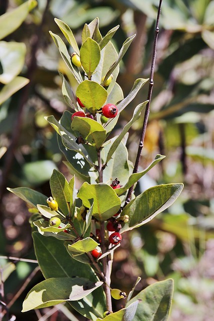 Eugenia punicifolia