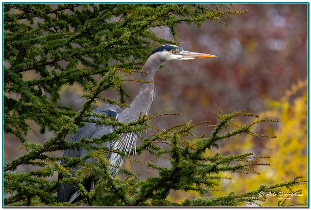 Great-Blue-Heron--above-a-Pond .