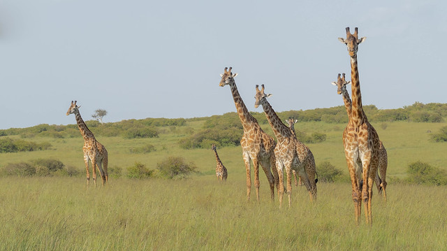 A 'tower' of giraffes