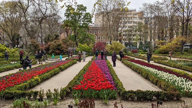 Tulips - Royal Botanic Garden - Madrid, Spain
