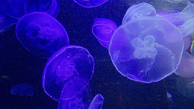 Jellyfish Beauty.