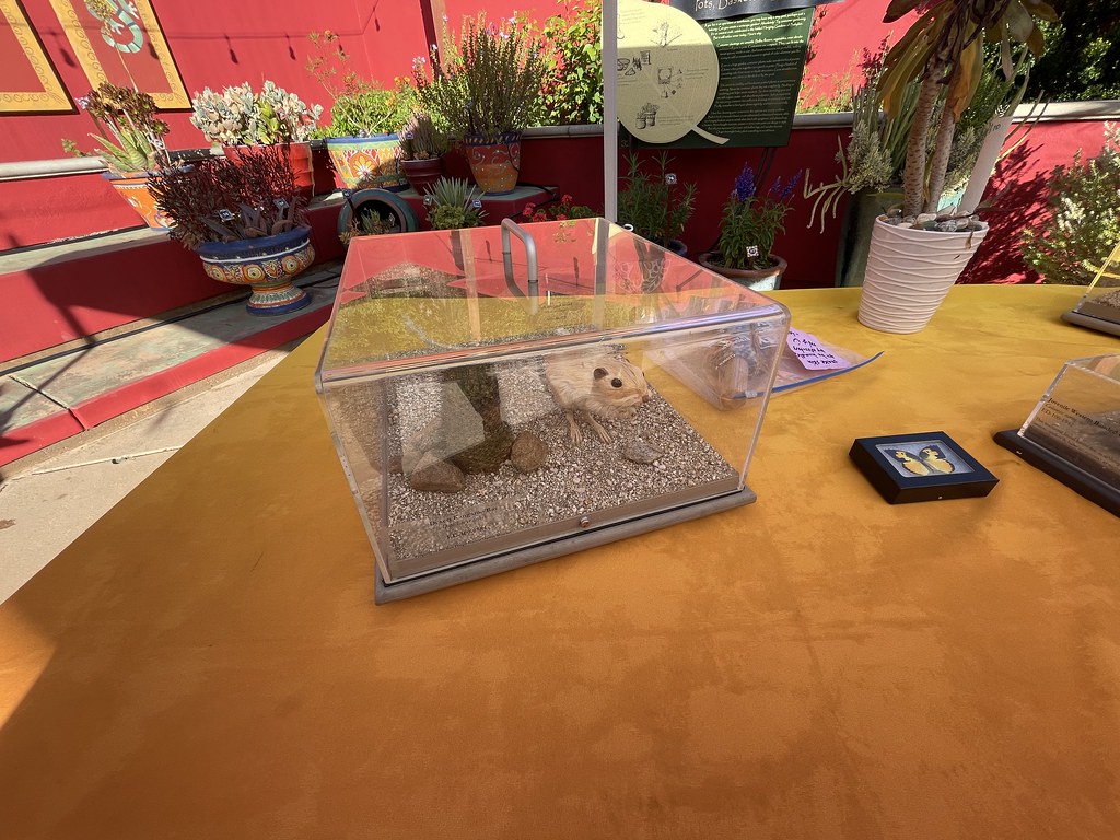 Springa Bresta MSP Spring Brea Enrichment Program 2022 | The Garden | Flickr