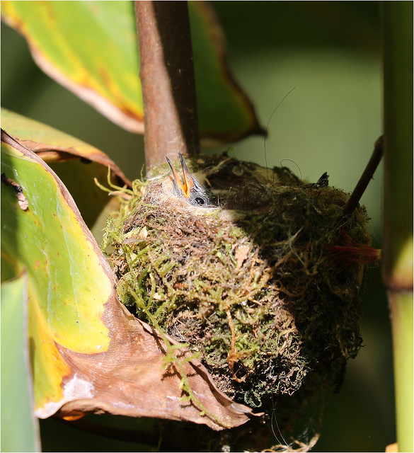 Hummingbird Chick in nest
