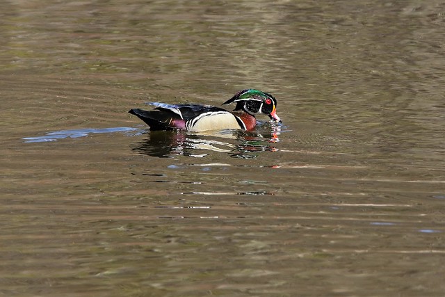 The Colorful Wood Duck