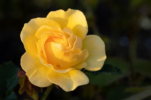sunrise autumn rose garden ladynorwoodrosegarden dew wellington newzealand ukraine