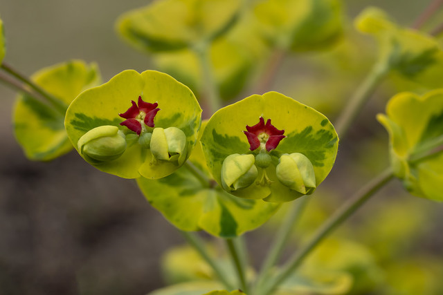 Euphorbia × martinii  ユーフォルビア マルティニ ’アスコット・レインボー’