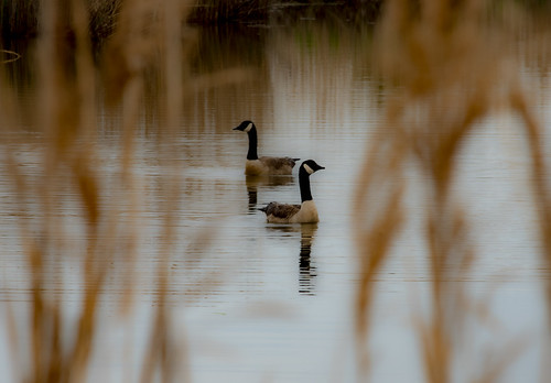 Photo of two geese in a pond