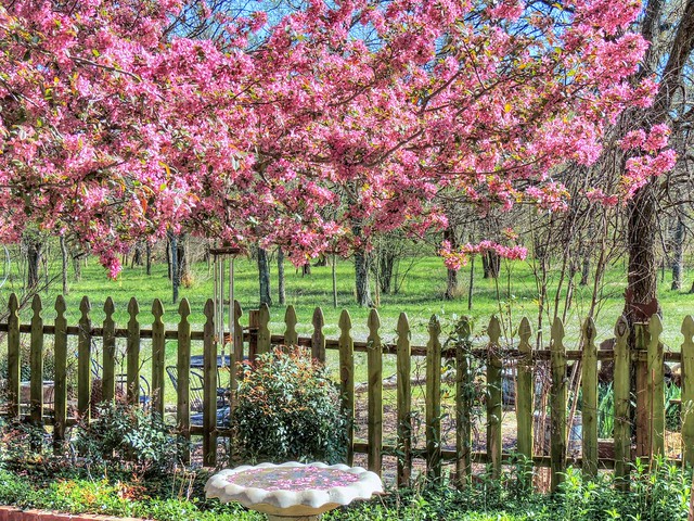 Fenced Under the Crabapple
