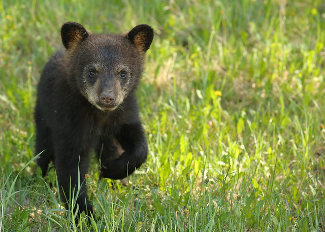 Black Bear Cub...#39