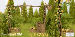 Pitaya - Meyer lemons @ K9