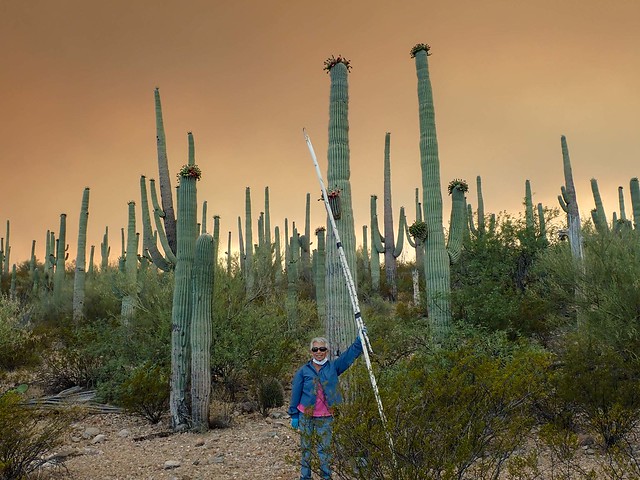 Enriqueta harvesting fruit from Saguaro Cactus, with smoke clouds behind from the Bighorn Fire on Mount Lemmon and Oracle Ridge in 2020; San Pedro River Valley, AZ