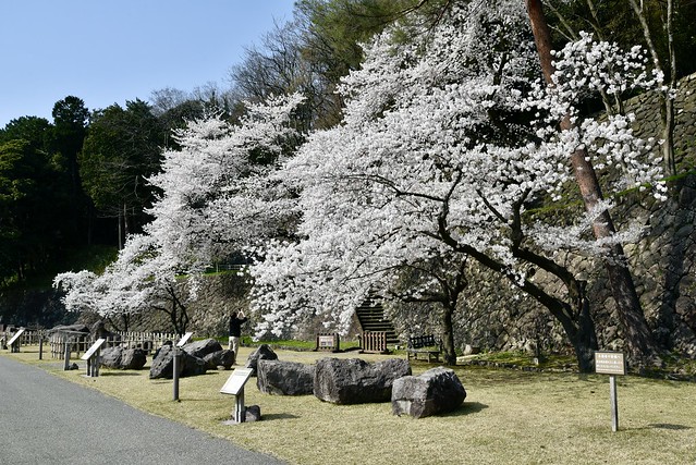 イモリ堀の桜