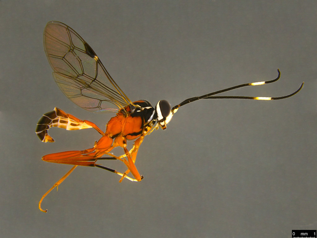 19a - Ichneumonidae sp.