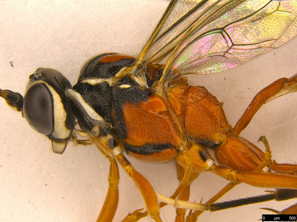 19c - Ichneumonidae sp.