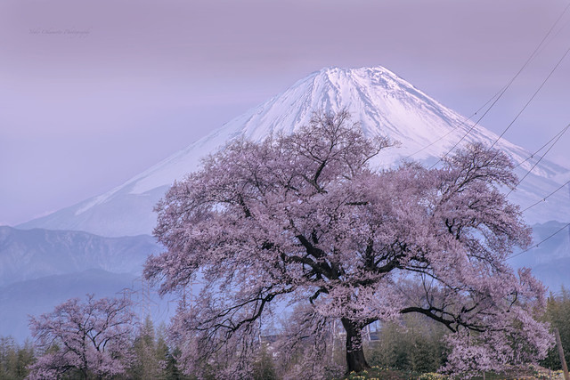 Mt. Fuji and a Cherry tree