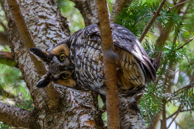 Long-eared Owl in a Pine Tree