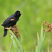 Flickr photo 'Red-winged Blackbird (Agelaius phoeniceus)' by: Mary Keim.