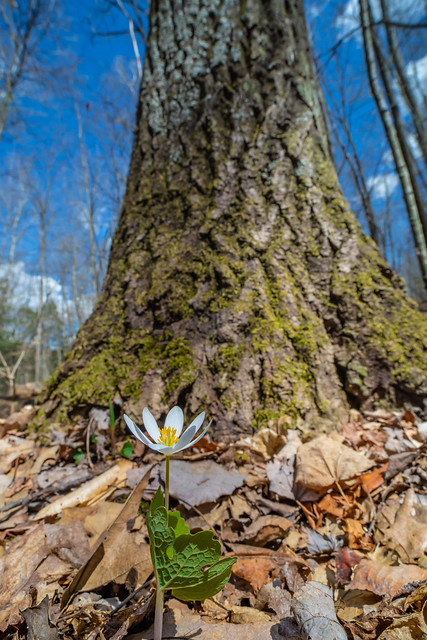 Bloodroot in a Hardwood Forest in Mid-Michigan