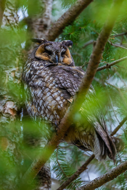 Long-eared Owl in a Pine Tree