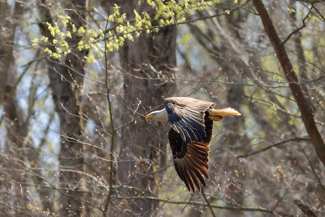 Bald Eagle at Gunpowder Falls River