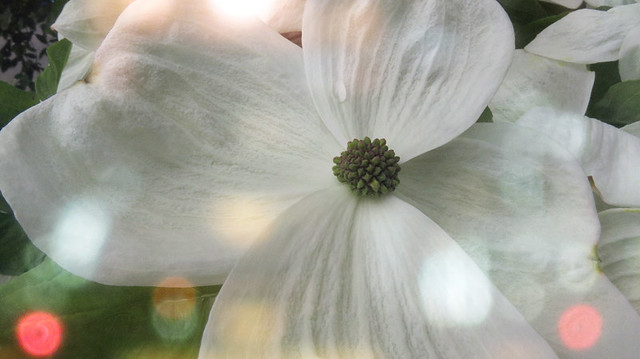 Dogwood flower using one of my own overlays