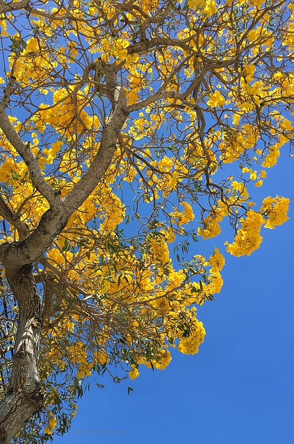 Yellow Tabebuia tree blooming