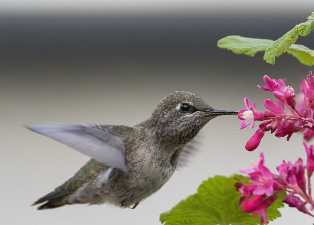 Anna's hummingbird - female