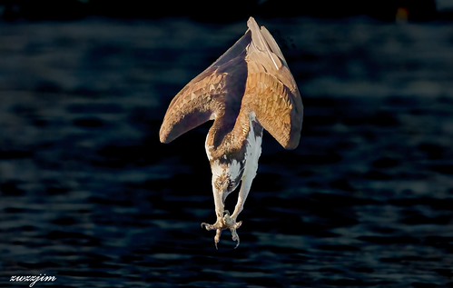 Ace of Spades: Osprey 2022 at John Heinz National Wildlife Refuge at Tinicum  01a. Moments before entering the water | by zwzzjim