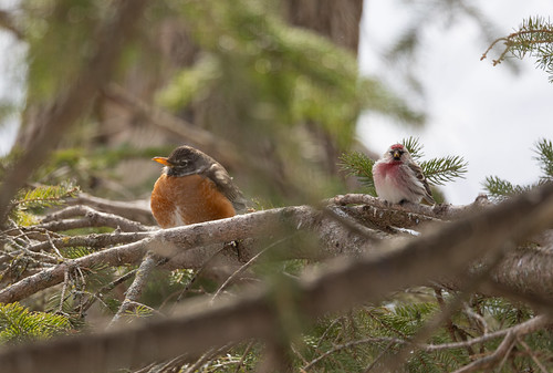 American Robin and Common Redpoll