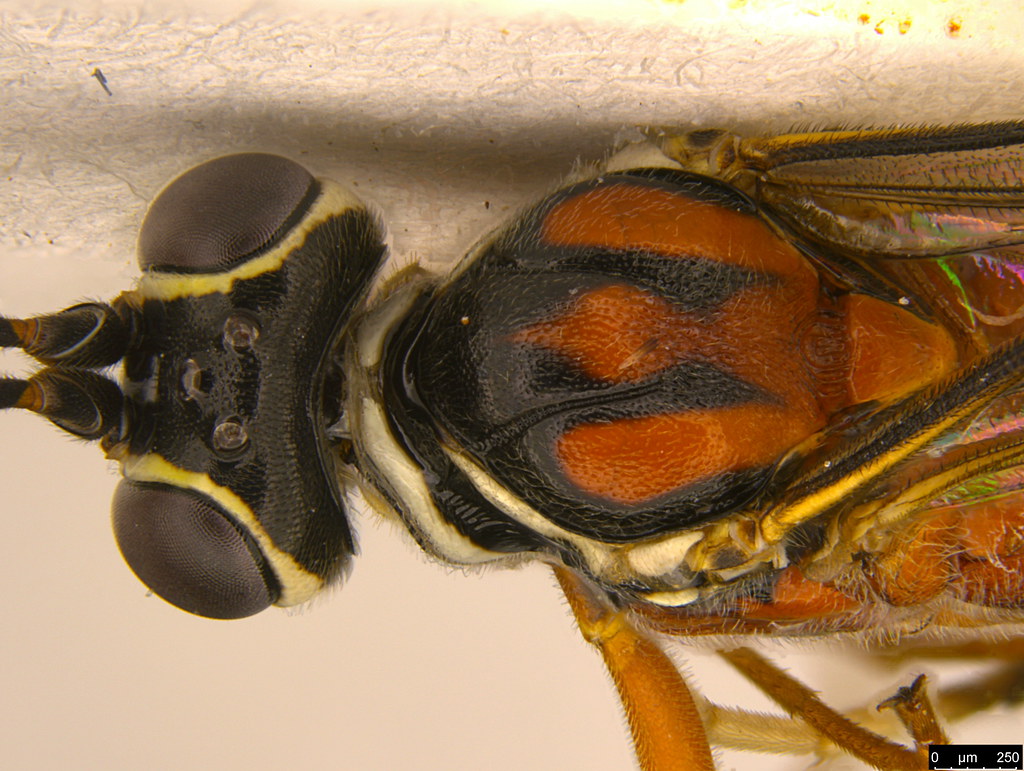 19e - Ichneumonidae sp.