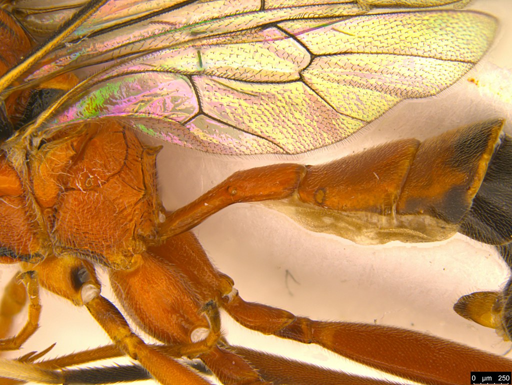 19h - Ichneumonidae sp.