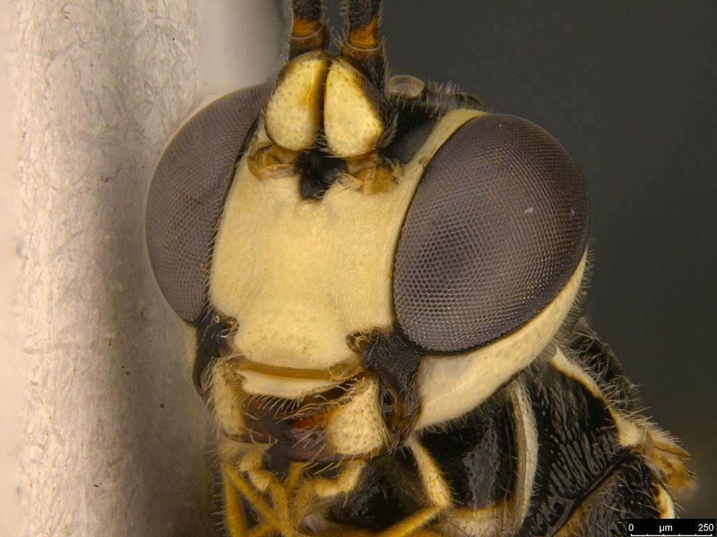 19d - Ichneumonidae sp.