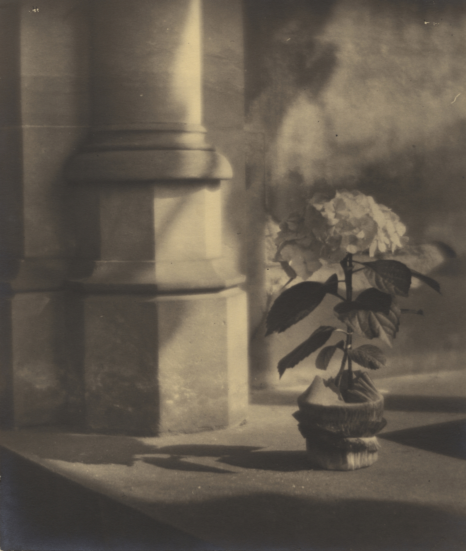 Jaromír Funke ~ Untitled (Hydrangea in blossom in pot), ca. 1920-24 [HGG2-summer 2019]