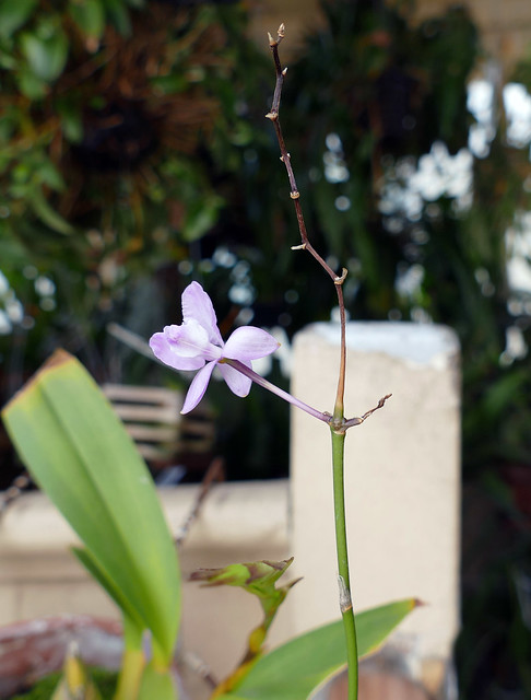 Artorima erubescens species orchid