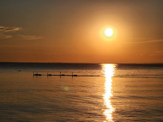 Black swans swimming past sun reflecting on the water before sunset at Tambo Bluff Beach - S22
