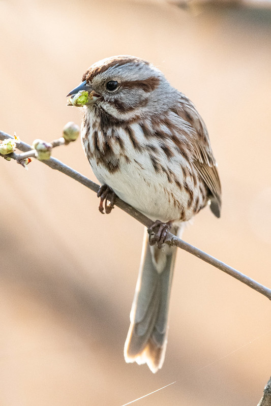song-sparrow-9179