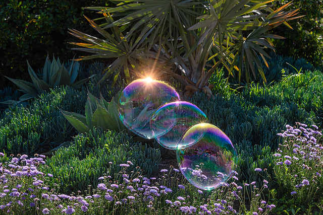 Big Bubble at South Coast Botanic Garden