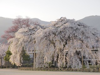 夕陽を受ける枝垂れ桜 / Weeping cherry blossoms receiving the sunset