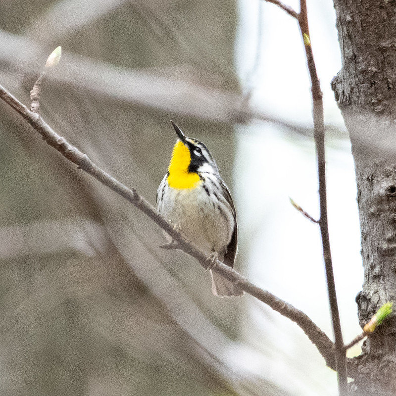 yellow-throated-warbler-9758