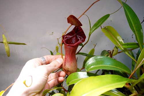 nepenthes lowii x ventricosa mars 2022 (5)