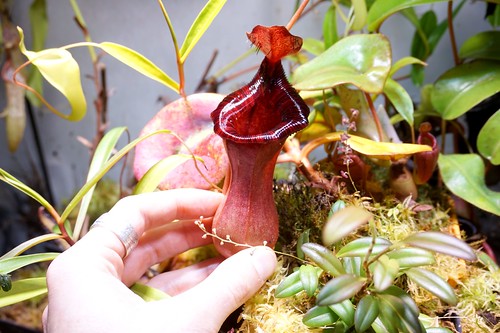 nepenthes lowii x ventricosa mars 2022 (3)