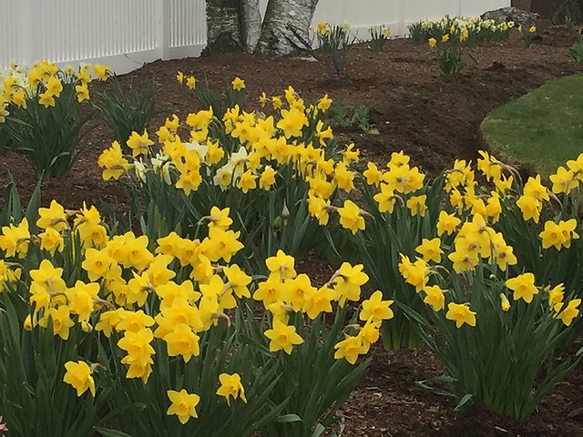Daffodil Plants In Springtime - Photo Taken by STEVEN CHATEAUNEUF On April 16, 2022