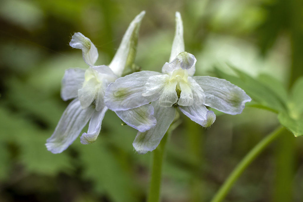 Delphinium tricorne, Taylor Hollow, Sumner County, Tennessee 2