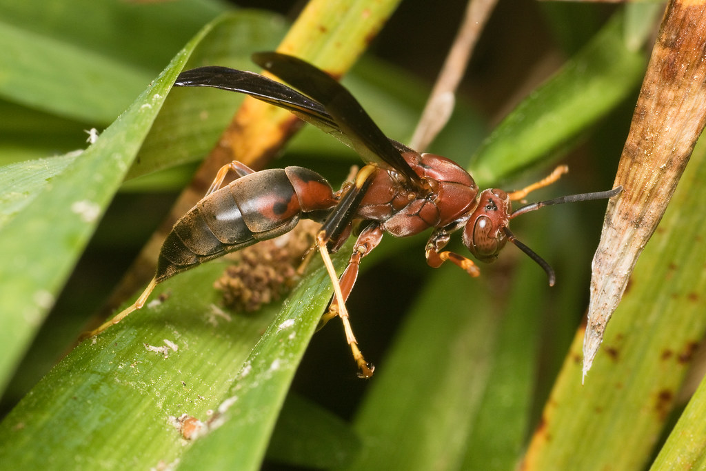 IMG_0003 Paper Wasp
