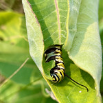 Hungry Monarch Caterpillar 