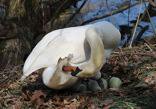 Nesting Mute Swan | by applejacs