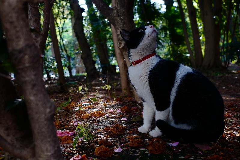 015Leica CL+Leica Elmarit TL f2 8 18mm ASPH東池袋三丁目東池袋中央公園の猫だまり 黒白八割れ