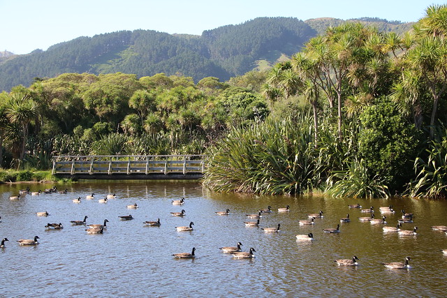 Mackays Crossing wetlands
