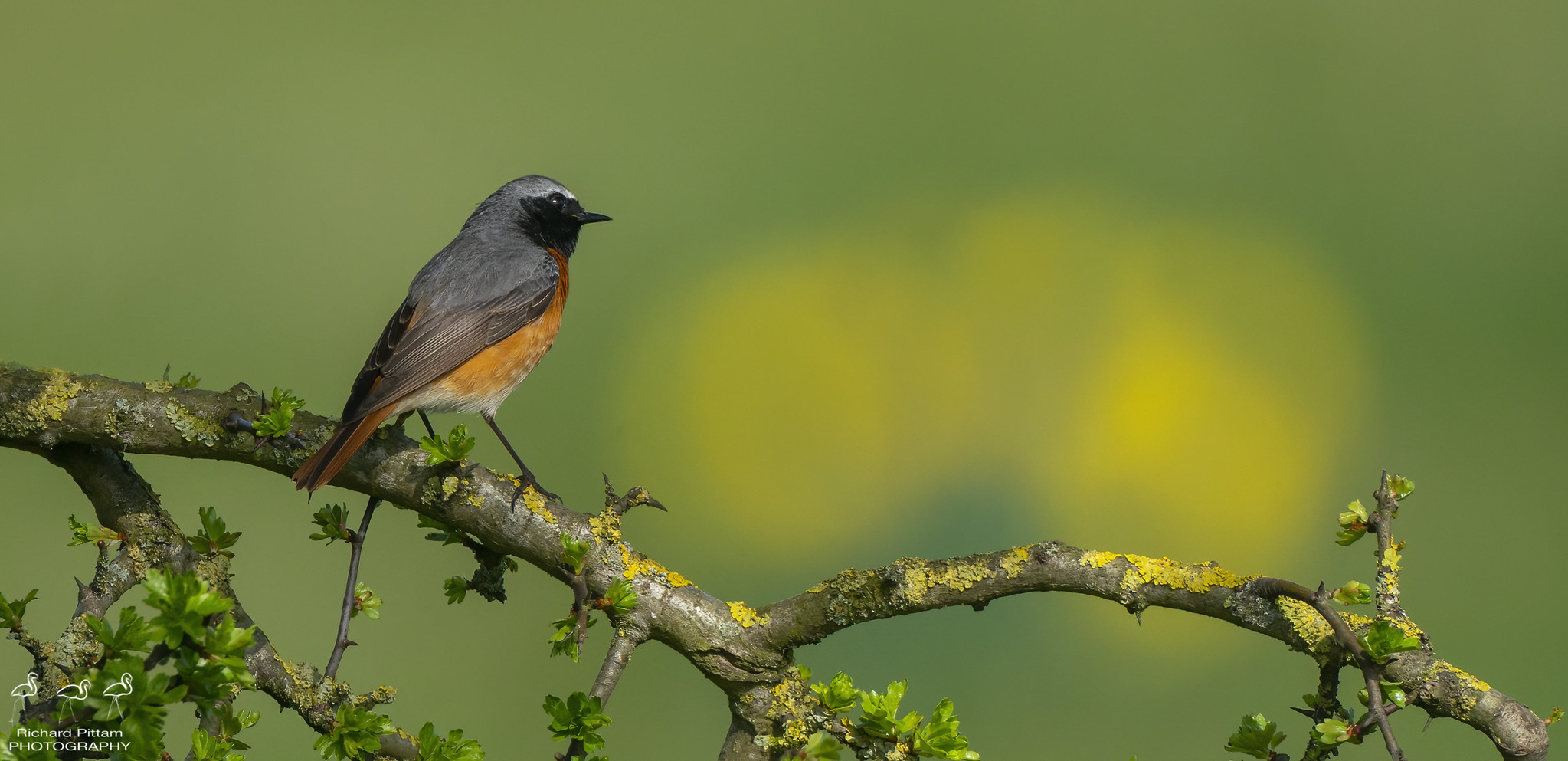 Common Redstart with Cowslip backdrop