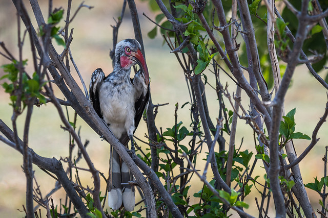 Südlicher Rotschnabeltoko / Southern Red-billed Hornbill